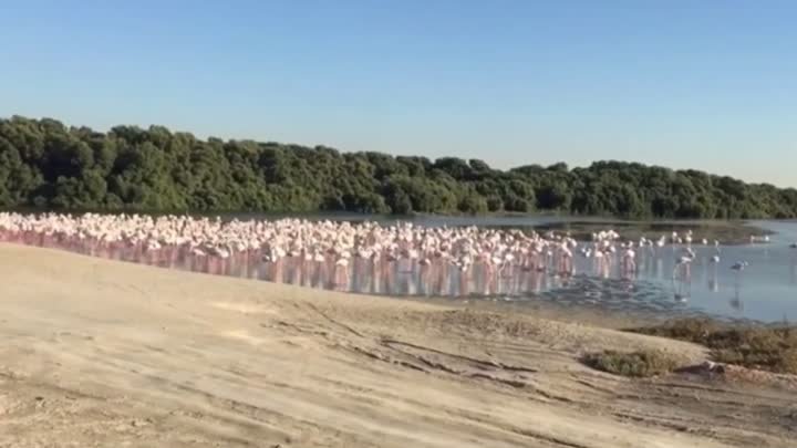 500 розовых фламинго в заповеднике Дубайской бухты. Наблюдать из каб ...
