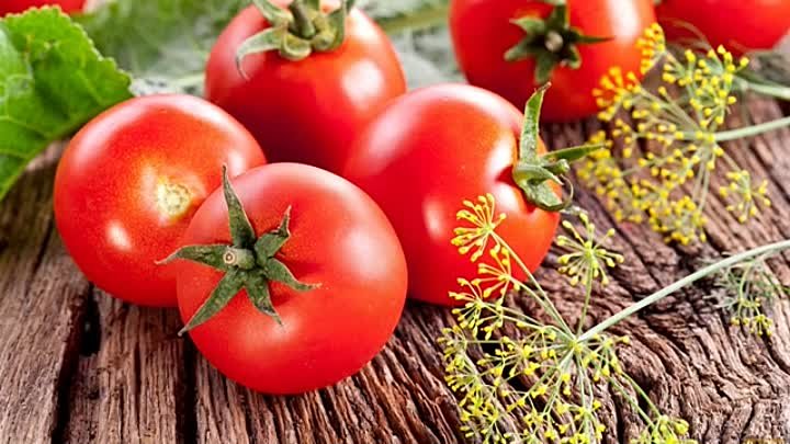 Пенсионер на самодельных удобрениях вырастил ГИГАНТ помидор