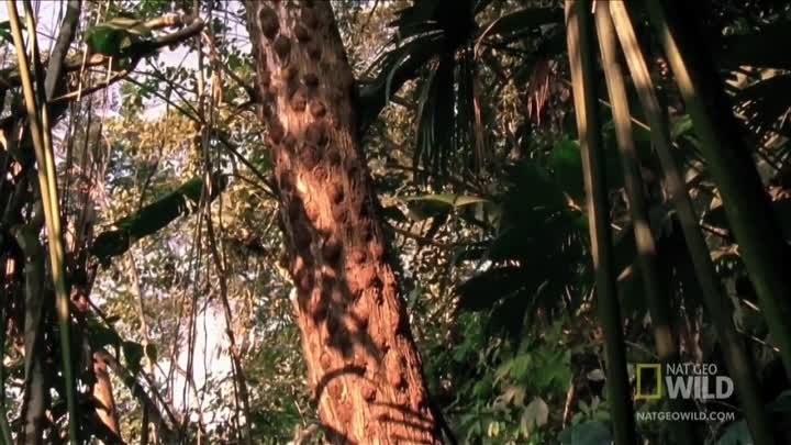 Карликовая игрунка (лат. Cebuella pygmaea)