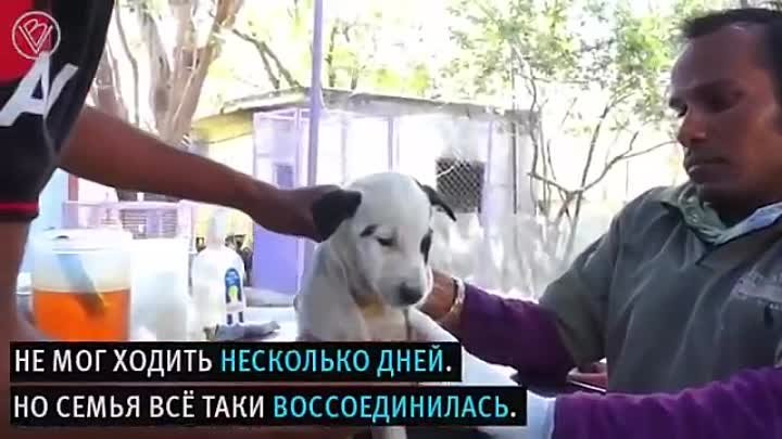 Собака мать звала людей на помощь, чтобы спасти своего щенка  🐕👌