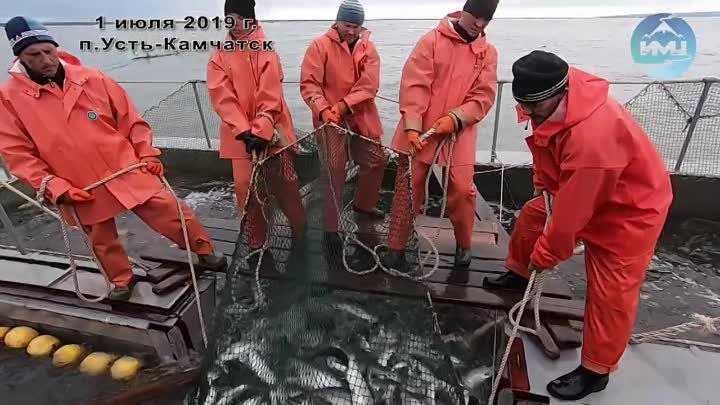 Итоги первого месяца лососевой путины 2019 года 🛳🌊🐟