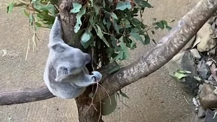 Идем смотреть на коала, какие какие милые животные