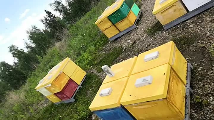Как отстроить много вощины Полезно начинающим пчеловодам