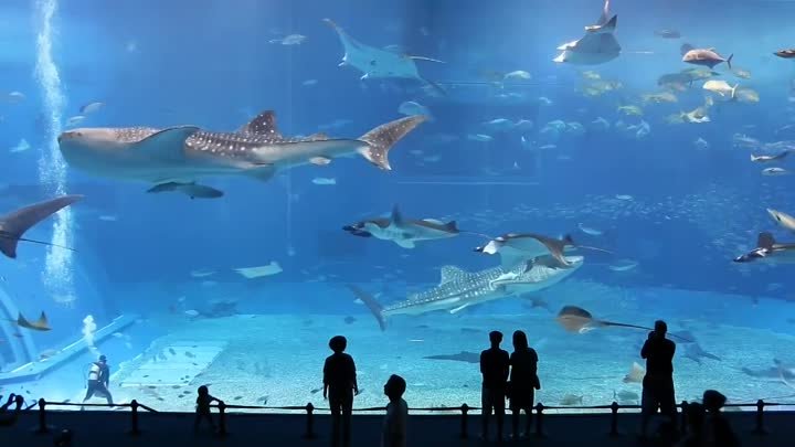 Огромный аквариум Куросио в Японии
