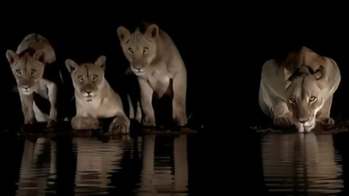 Львы на ночном водопое
