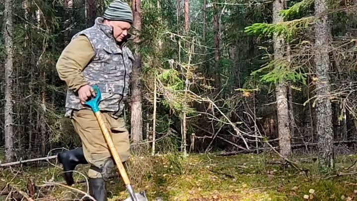 Восьмая партия посадки сосны кедровой🌲 в лесу на Вологодчине от сем ...