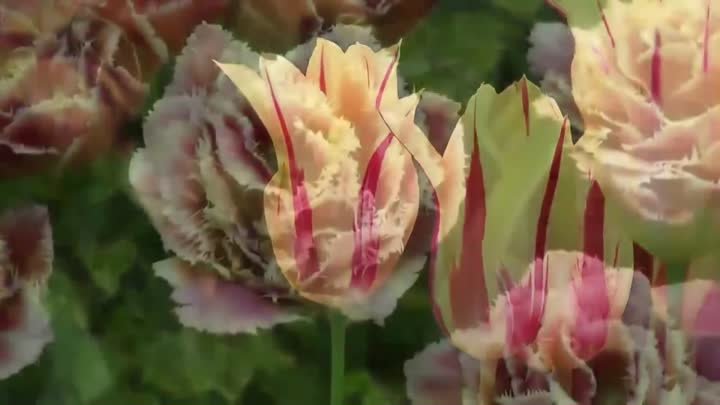 Кейкенхоф Голландия тюльпаны