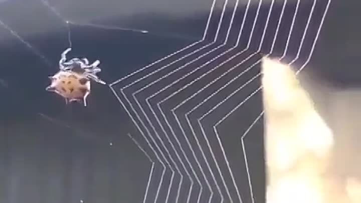 Видели когда нибудь как паучок плетёт паутинку?