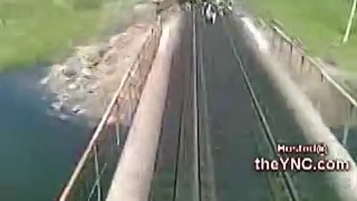 Поезд раздовил коров