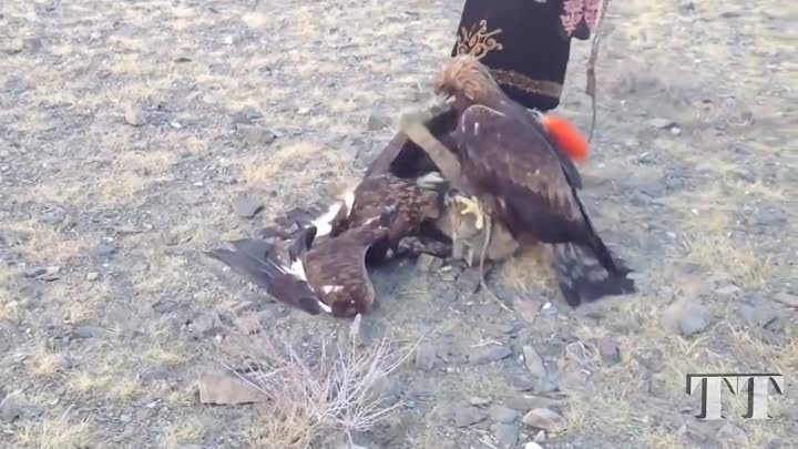 Birds of Prey Attacks ( Eagle, Falcon, Golden eagle). Атаки хищных п ...