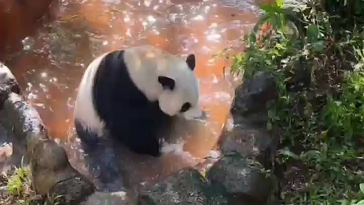 Купание панды