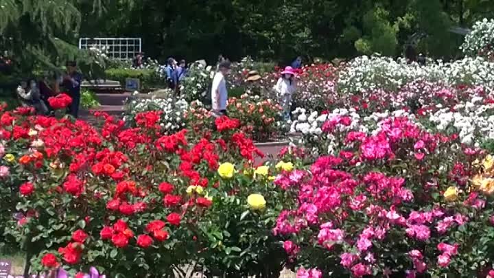 ローズガーデン４ Rose Garden