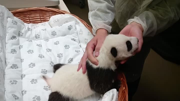 Родившаяся в конце августа в Московском зоопарке панда наконец откры ...