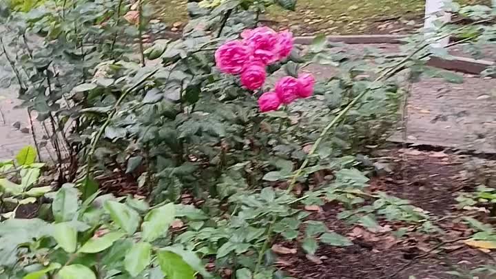 Розы в октябре. 