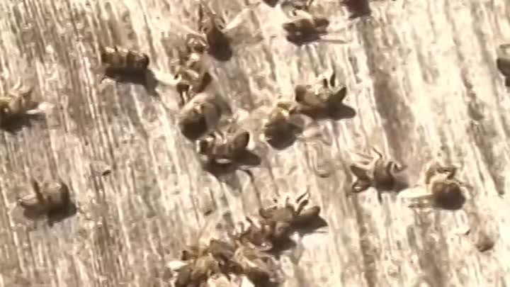 Во Владимирской области выяснили причины массовой гибели пчёл #shorts