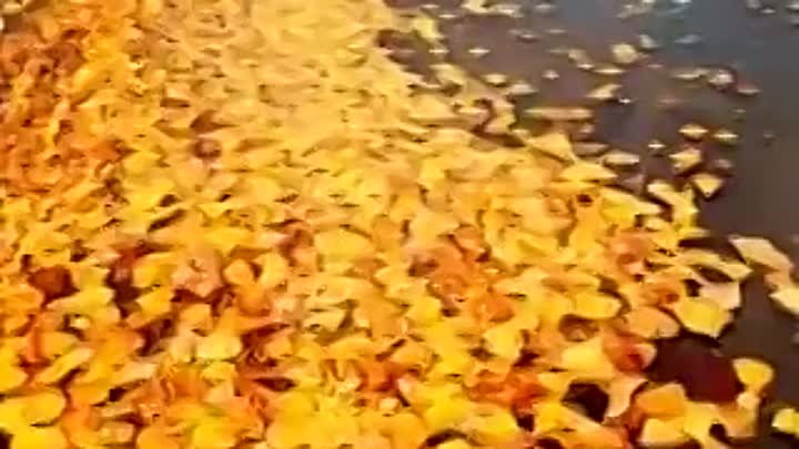 Золотая Осень.flv