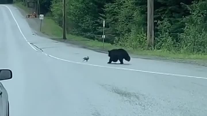 Черный медведь охотится на быстрого зайца 🐻