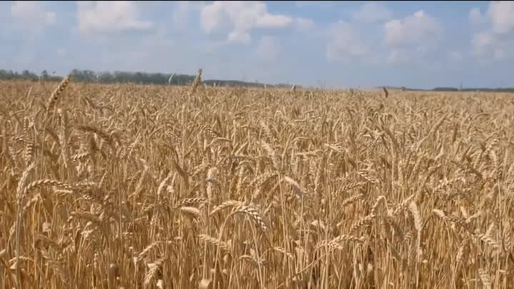 Сельское хозяйство Усть-Донецкого района в 2023 г.