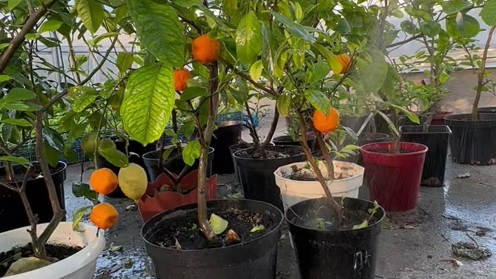 Павловский мандарин с плодами