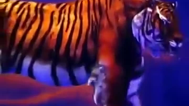 Тигр Объемное трехмерное лазерное шоу