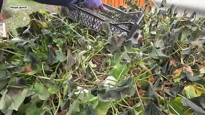 Вирощування батату в мішках- врожай нас дуже вразив