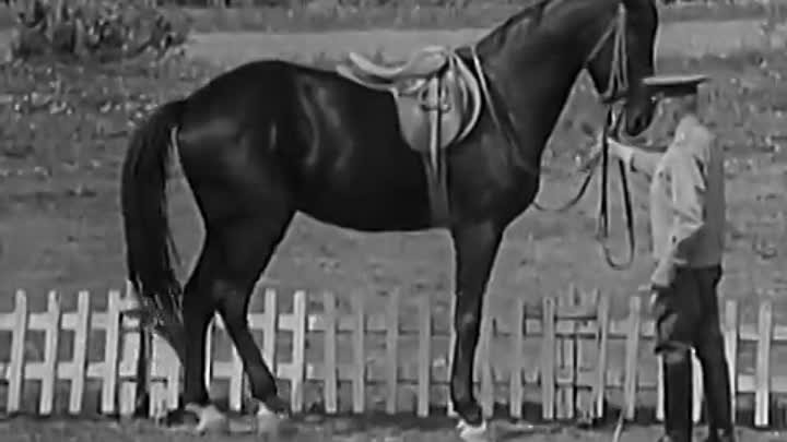Школа ВЕ: Методика работы с лошадью в руках 1981г
