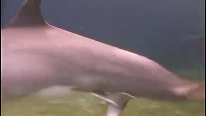 Как рождается дельфиненок