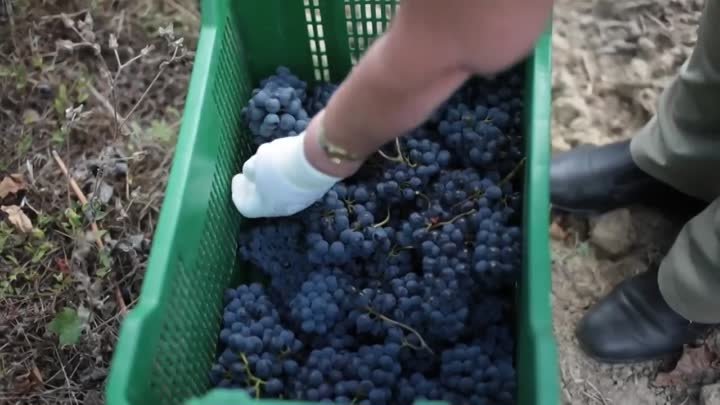 Праздник винограда в Фантоне