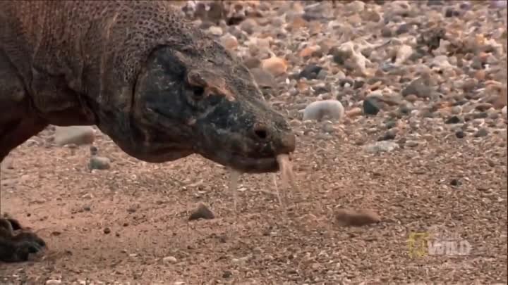 Драконы острова Комодо (лат. Varanus komodoensis)