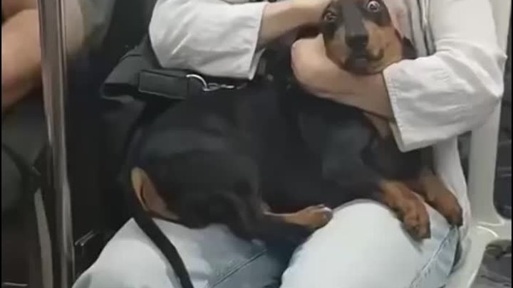 музыкант в метро очаровал собаку 😂