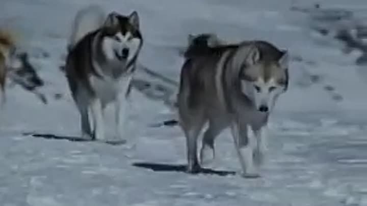 Трогательный клип про собак