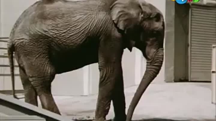 Боба_и_слон___Розовый_слон