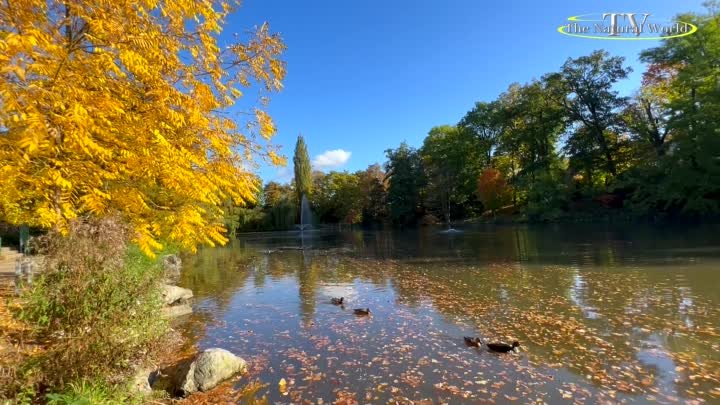 "Осенняя" Мелодия Любви 🍁 Поделитесь этим роликом с теми, кого вы любите!