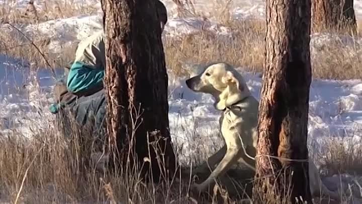 Не оставляйте собак на ГИБЕЛЬ!!!ПОЖАЛУЙСТА!!!