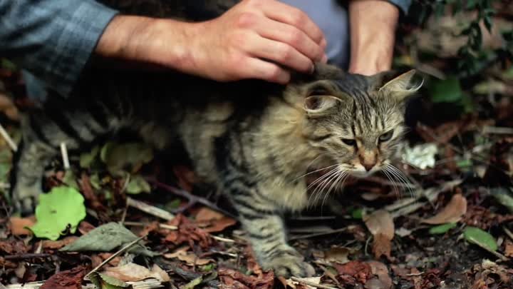 Понимают ли нас наши кошки