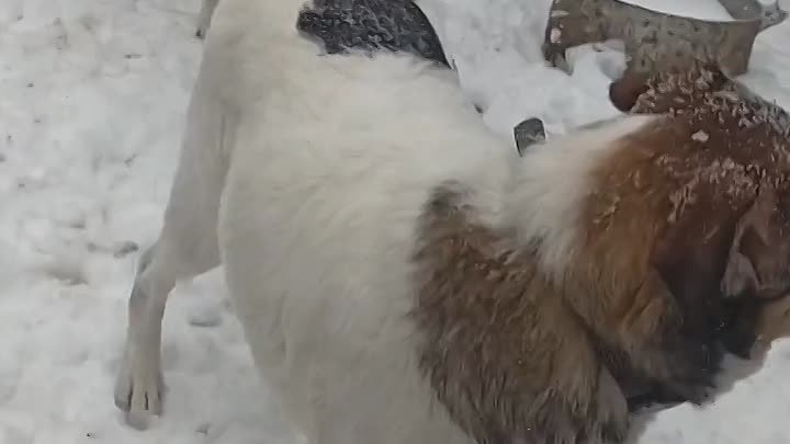 С первым снегом. поцелуй вам от Киры