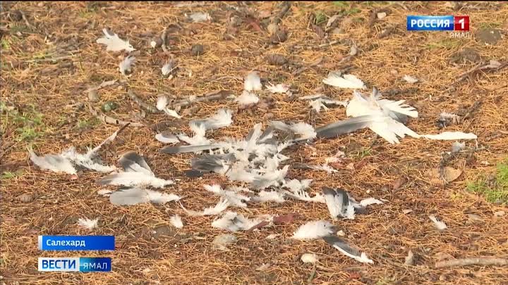Будоражащие находки: мертвые голуби буквально заполонили улицы Салехарда