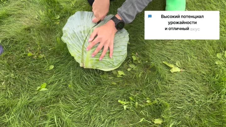 Любимица Пифагора. Белокочанная капуста