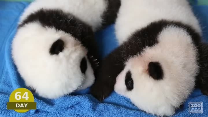 Первые сто дней жизни детенышей панды! Уникальное видео!