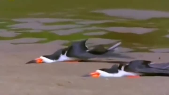 Водоре́зы или ножеклювы - птицы с уникальным способом ловли рыбы