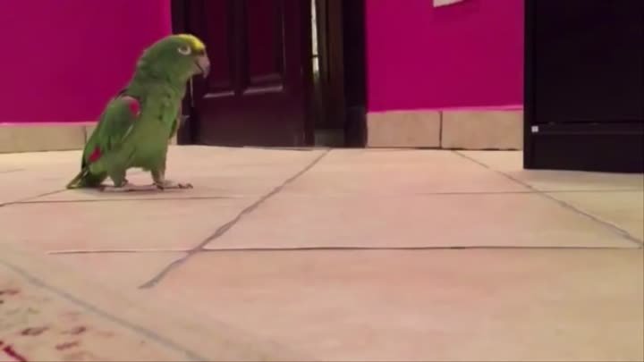 Зловещий смех попугая