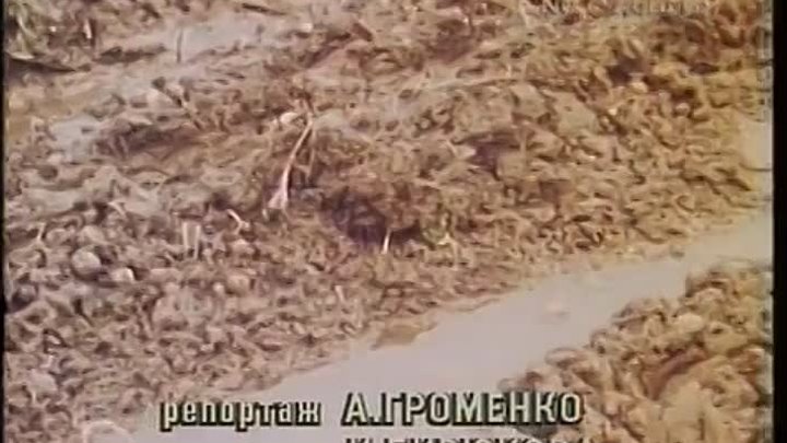 Уборка картофеля 1985