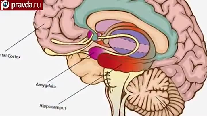 Женский мозг круче мужского