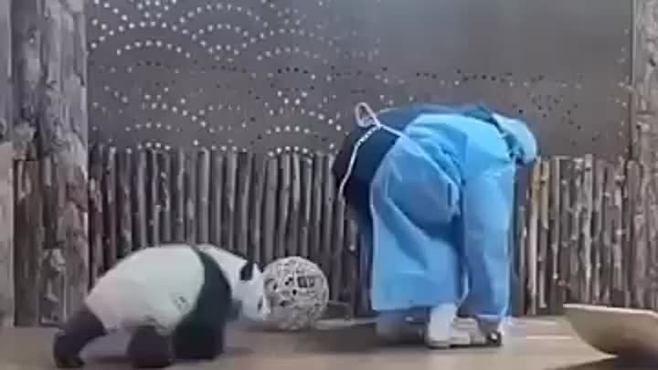 Младший специалист по уходу за пандами