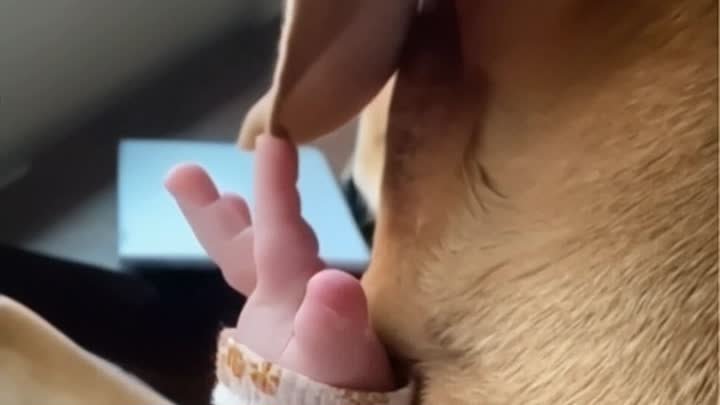 Младенец и собакино ухо