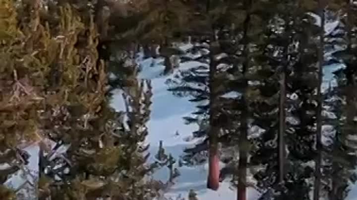 Медведь чуть не сбил лыжников на американском курорте в Калифорнии

