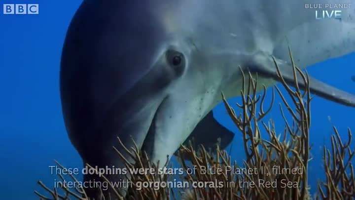 Dolphins Playing with Plastic Bags - Blue Planet Live - BBC Earth (M ...