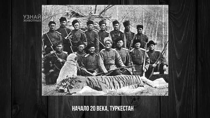 Амурские Тигры Переселятся в Дикую Природу Казахстана