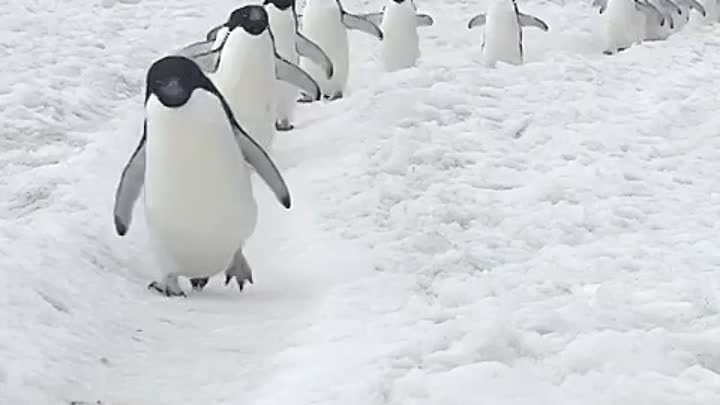 Пингвины идут