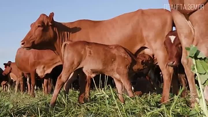 Корова.История появления коровы.